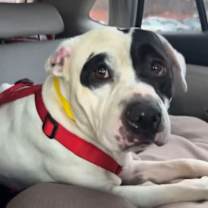 Thumbnail photo of Bosco #1