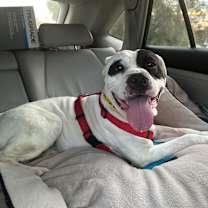 Thumbnail photo of Bosco #2