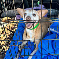 adopt-pet