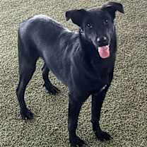 Thumbnail photo of Melody #2