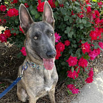 Thumbnail photo of Ubbe - located in NC #3