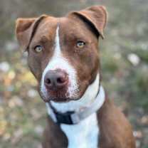 Thumbnail photo of Amber #4