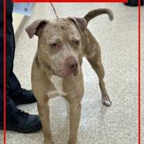 Thumbnail photo of MERLIN #1