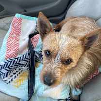 Thumbnail photo of Zuko #3