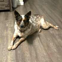 adopt-pet