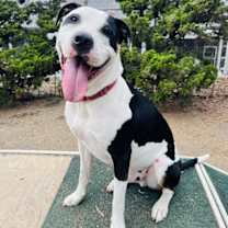 Thumbnail photo of Bronson and Hardy #3