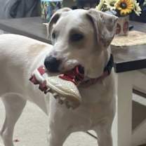 Thumbnail photo of Eggo #1