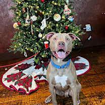 Thumbnail photo of Pinocchio #4