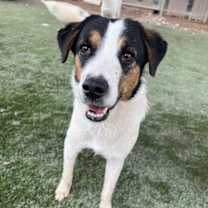 adopt-pet