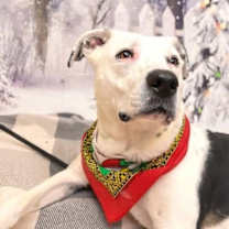 Thumbnail photo of Pookie #2