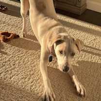 Thumbnail photo of Eggo #4