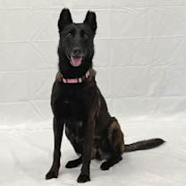 Thumbnail photo of Stelluna #1