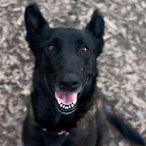 Thumbnail photo of Stelluna #2