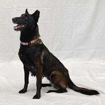 Thumbnail photo of Stelluna #3