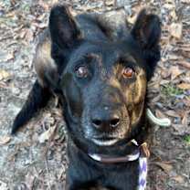 Thumbnail photo of Stelluna #4