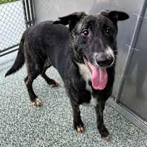 Thumbnail photo of Morgan #3