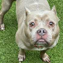 Thumbnail photo of Mocha #1