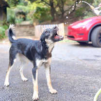 Thumbnail photo of Sheesh #4