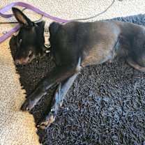 Thumbnail photo of Coco #2