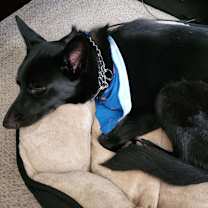 Thumbnail photo of Coco #3