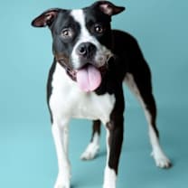 Thumbnail photo of Cane #2