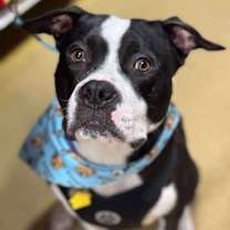 Thumbnail photo of Cane #3