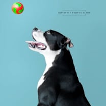 Thumbnail photo of Cane #4