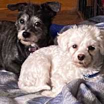 Thumbnail photo of Joey & Gypsy #1