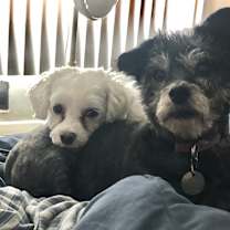 Thumbnail photo of Joey & Gypsy #2