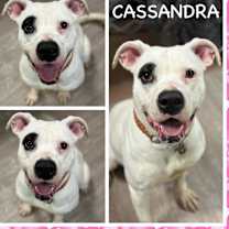 Thumbnail photo of Cassandra #3