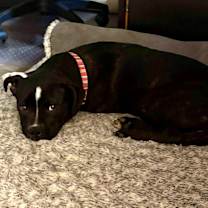 Thumbnail photo of Cookie #3