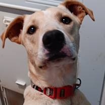 Thumbnail photo of Whimsical - In Foster #1