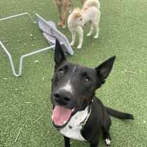 adopt-pet