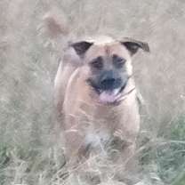 Thumbnail photo of ROMEO #4