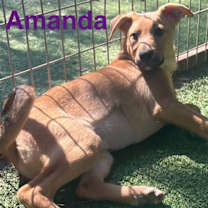 Thumbnail photo of Amanda #1