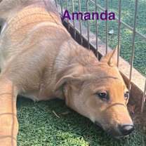 Thumbnail photo of Amanda #2