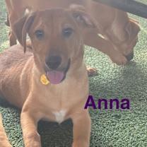 Thumbnail photo of Anna #3