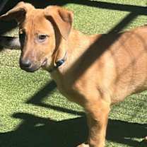 Thumbnail photo of Axel #2