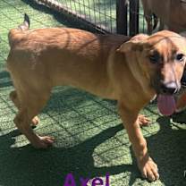 Thumbnail photo of Axel #3