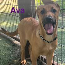 Thumbnail photo of Ava #1