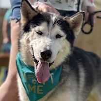 Thumbnail photo of "Huskers" Nanook #2