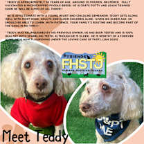 Thumbnail photo of Teddy #3