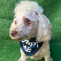 Thumbnail photo of Teddy #4