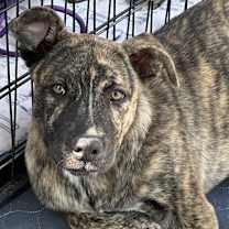 adopt-pet