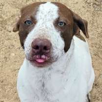 Thumbnail photo of DEWEY #1