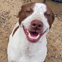 Thumbnail photo of DEWEY #2