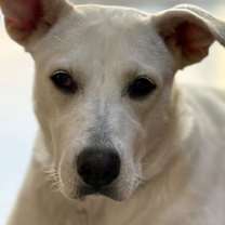 Thumbnail photo of Willow #4