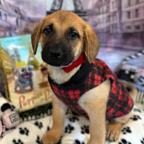 Thumbnail photo of Cleo/Sammy #2