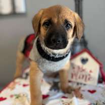 Thumbnail photo of Cleo/Sammy #3