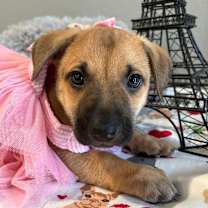 Thumbnail photo of Dixie (Amicia) #3